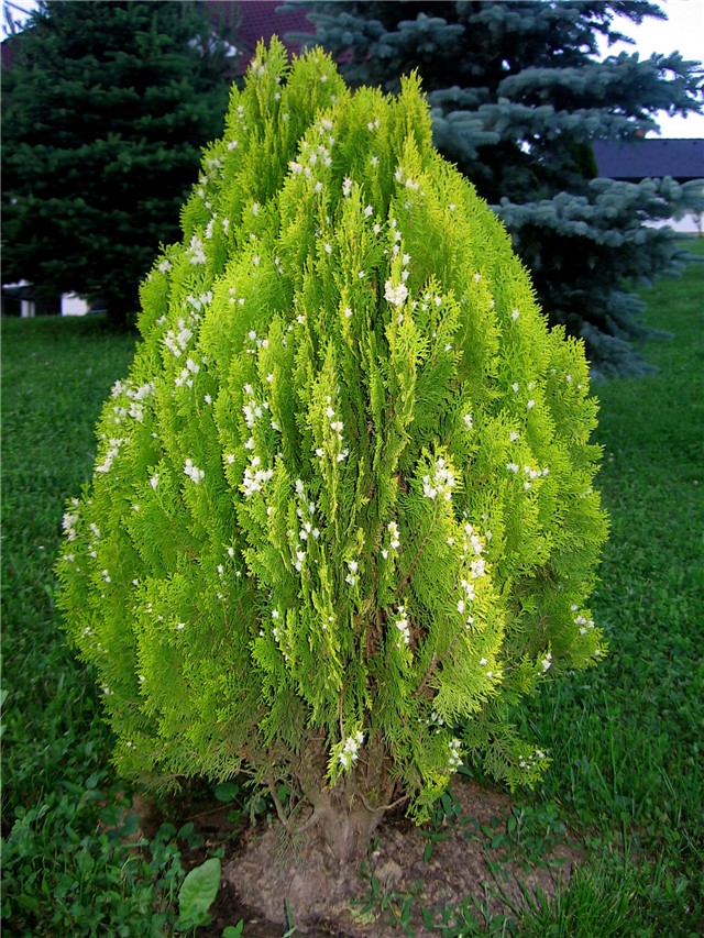 Thuya orientalis Aurea Nana1